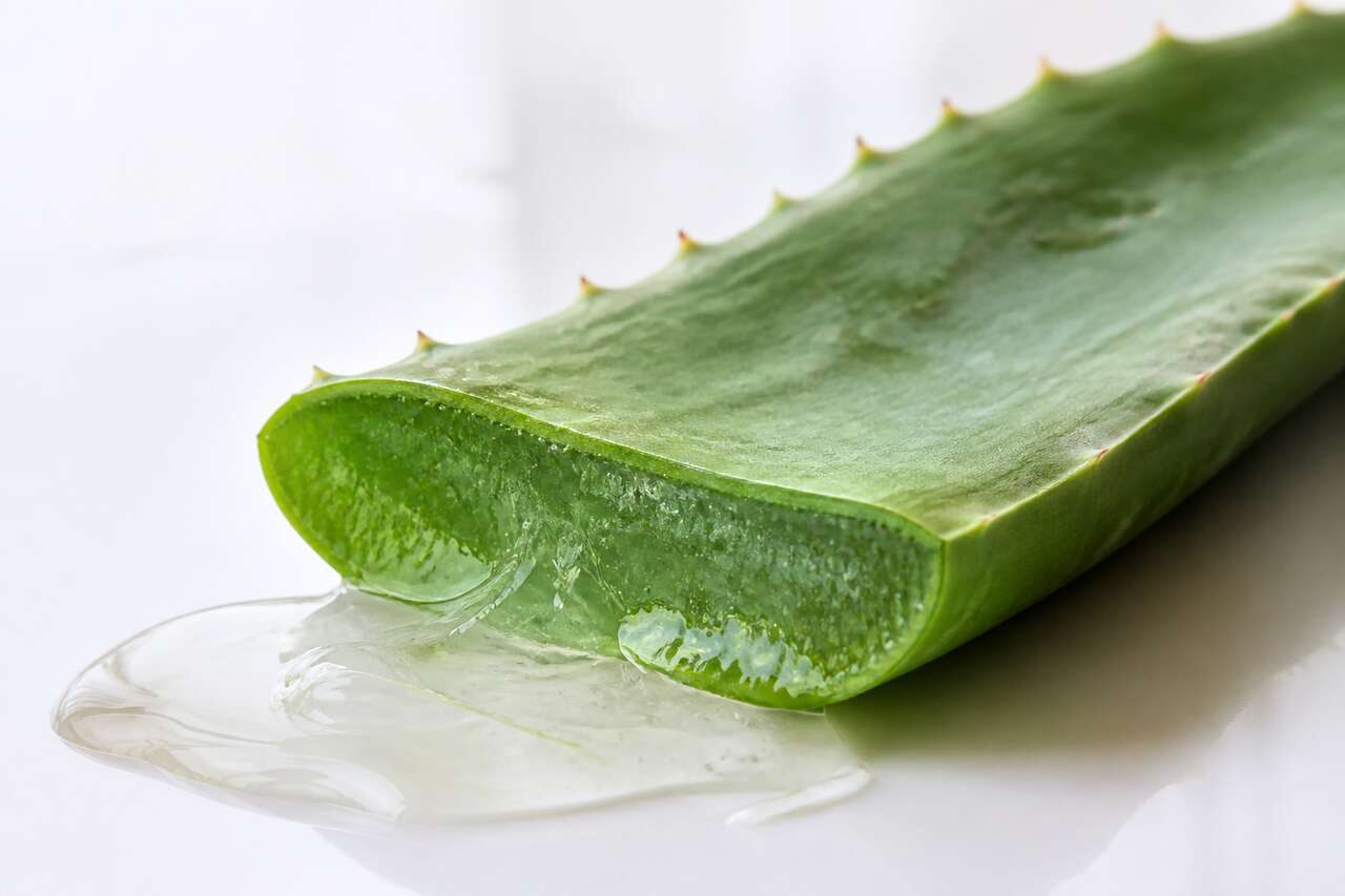 Pourquoi boire du gel d'aloe vera ?