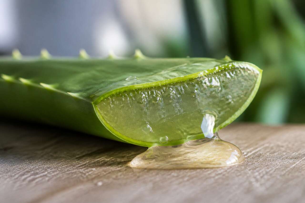 Introduction à l'aloe vera à boire